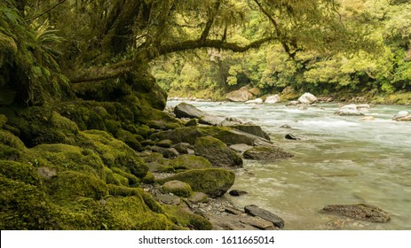 Goblin Forest In Taranaki, New Zealand