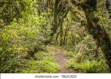 Goblin Forest In Taranaki, New Zealand