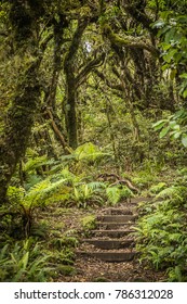 Goblin Forest In Taranaki, New Zealand