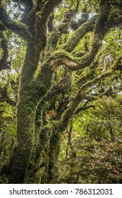 Goblin Forest In Taranaki, New Zealand