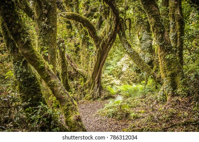 Goblin Forest In Taranaki, New Zealand