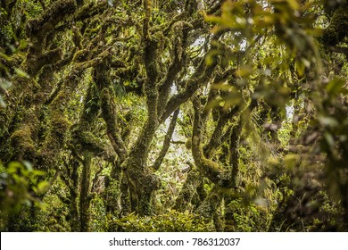 Goblin Forest In Taranaki, New Zealand