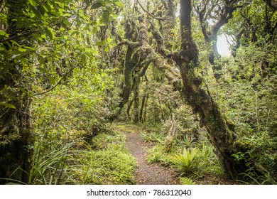 Goblin Forest In Taranaki, New Zealand