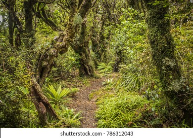 Goblin Forest In Taranaki, New Zealand