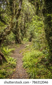 Goblin Forest In Taranaki, New Zealand