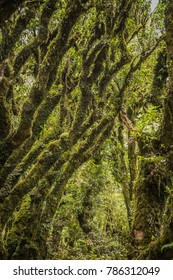 Goblin Forest In Taranaki, New Zealand