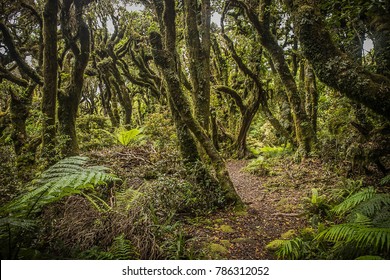 Goblin Forest In Taranaki, New Zealand