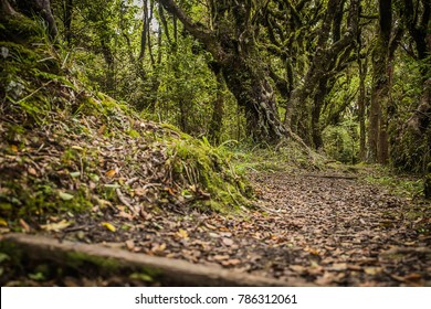 Goblin Forest In Taranaki, New Zealand