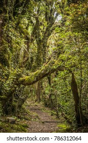 Goblin Forest In Taranaki, New Zealand