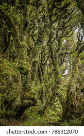 Goblin Forest In Taranaki, New Zealand