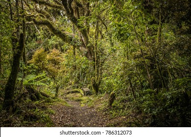 Goblin Forest Taranaki New Zealand Stock Photo 786312073 | Shutterstock