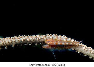 Goby fish on hard coral in Philippines