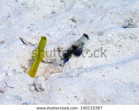 Goby fish on the sea floor