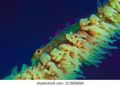 A Goby On A Whip Coral