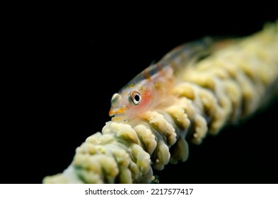 Goby Resting On Whip Coral