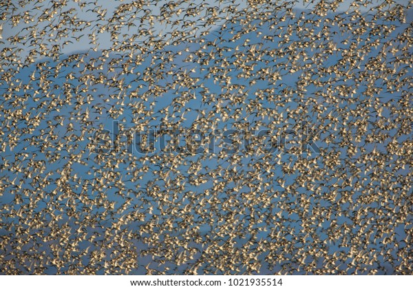 From the Gochang Dongnim Reservoir in Korea, the\
baikal teals fly up en masse. The baikal teal is a wild duck that\
breeds in Lake Baikal in Siberia in Russia and spends the winter in\
South Korea