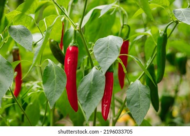 Gochujang King, a type of Korean hot chili pepper, ripened to red growing on the vine in an organic home garden - Powered by Shutterstock