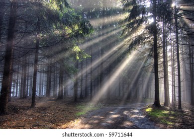 God beams - coniferous forest in the early morning - Powered by Shutterstock