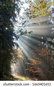 God Beams - Sun Rays N The Early Morning Forest