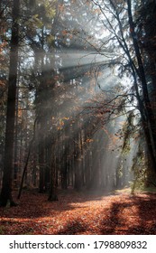 God beams - sun rays n the early morning forest. Voderady Beechwood - National Nature Reserve, Czech republic.