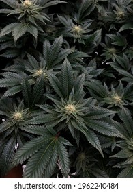 Best way to germinate marijuana seed feminized
