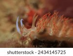 Godiva anaranjada -  Nemesignis banyulensis  - Organe godiva - nudibranch - sea slug