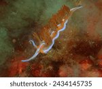 Godiva anaranjada -  Nemesignis banyulensis  - Organe godiva - nudibranch - sea slug