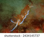 Godiva anaranjada -  Nemesignis banyulensis  - Organe godiva - nudibranch - sea slug