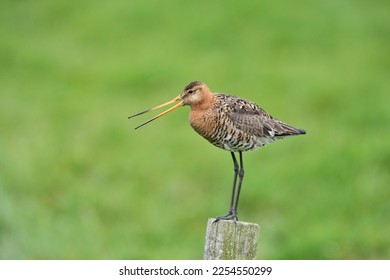 Godwit (Limosa limosa) calling on a stake, Texel, West Frisian Islands, Province of North Holland, The Netherlands - Shutterstock ID 2254550299