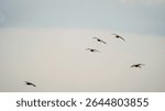 Godwits fly into Druridge Pools Nature Reserve, which is close to the Northumberland coast and was a former opencast mine, now a popular reserve with wildfowl and waders in the wetland