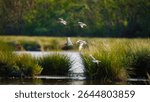 Godwits landing in Druridge Pools Nature Reserve, which is close to the Northumberland coast and was a former opencast mine, now a popular reserve with wildfowl and waders in the wetland