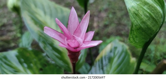 Goeppertia Loeseneri Brazilian Star Calathea Species Stock Photo ...