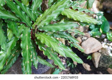 Goeppertia Rufibarba, Is A Flowering Plant In The Marantaceae Family