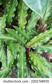 Goeppertia Rufibarba, Is A Flowering Plant In The Marantaceae Family