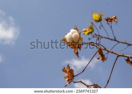 GOIANIA GOIAS BRAZIL – AUGUST 29 2023: A cotton flake on the tree, with the sky in the background.