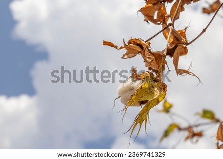 GOIANIA GOIAS BRAZIL – AUGUST 29 2023: A cotton flake on the tree, with the sky in the background.