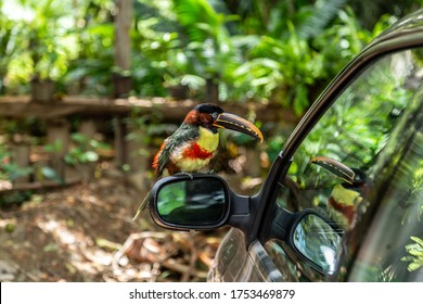 GOIANIA/GOIAS/BRAZIL - FEBRUARY 05 2020: Brown Aracaris(pteroglossus). Brown Aracari Perched In The Rearview Mirror And Its Reflection In The Car Glass.