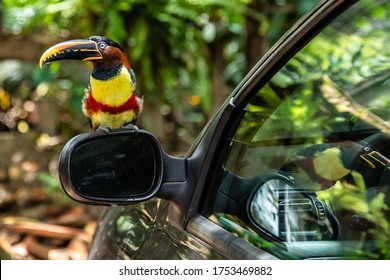 GOIANIA/GOIAS/BRAZIL - FEBRUARY 05 2020: Brown Aracaris(pteroglossus). Brown Aracari Perched In The Rearview Mirror And Its Reflection In The Car Glass.