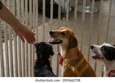 GOIÂNIA GOIAS BRAZIL – DECEMBER 18 2021:  Some Dogs, In A Pen, Available At A Stray Animal Adoption Fair.