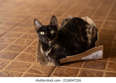 GOIÂNIA GOIAS BRAZIL – FEBRUARY 19 2022: A Tortoiseshell Cat Looking Straight Into The Camera, Resting Inside An Old Torn Cardboard Box.