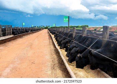 Goias, Brazil, February 24, 2022. Angus cattle feed in the feeder of a confinement of a farm in Brazil