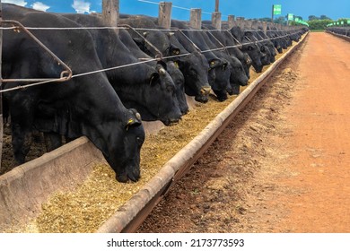 Goias, Brazil, February 24, 2022. Angus cattle feed in the feeder of a confinement of a farm in Brazil - Shutterstock ID 2173773593