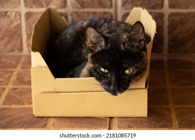 GOIÂNIA GOIAS BRAZIL – JULY 21 2022: A Tortoiseshell Cat Lying Down, Resting Inside A Small Cardboard Shoe Box.