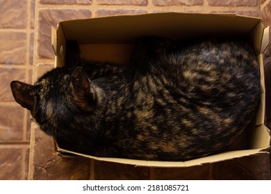 GOIÂNIA GOIAS BRAZIL – JULY 21 2022: A Tortoiseshell Cat Lying Down, Resting Inside A Small Cardboard Shoe Box.