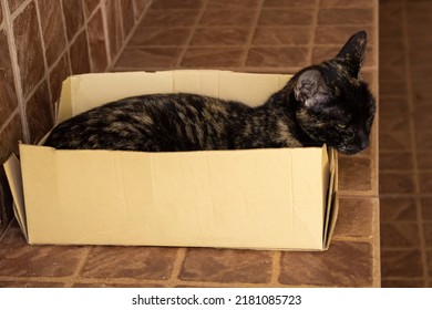 GOIÂNIA GOIAS BRAZIL – JULY 21 2022: A Tortoiseshell Cat Lying Down, Resting Inside A Small Cardboard Shoe Box.