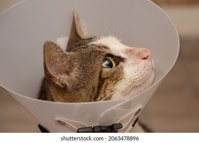 GOIÂNIA GOIAS BRAZIL - OCTOBER 25 2021: Face of a short-haired tabby, undergoing treatment, wearing an Elizabethan collar on its neck.