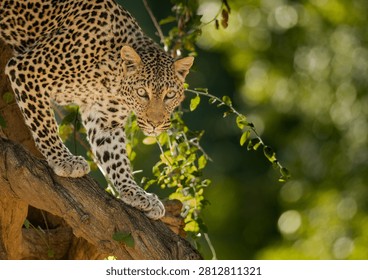 Going down, Leopard climbing down tree