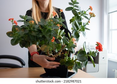 Going Green. Office Environment Decorated With A Live Plant Of Kalanchoe