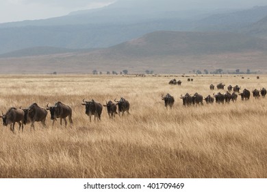 Going on safari in the NgoroNgoro Conservation Area (NCA), a UNESCO World Heritage Site located in the Crater Highlands near Arusha, Tanzania, in East Africa. - Shutterstock ID 401709469