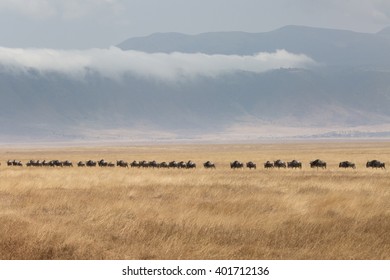 Going on safari in the NgoroNgoro Conservation Area (NCA), a UNESCO World Heritage Site located in the Crater Highlands near Arusha, Tanzania, in East Africa. - Shutterstock ID 401712136